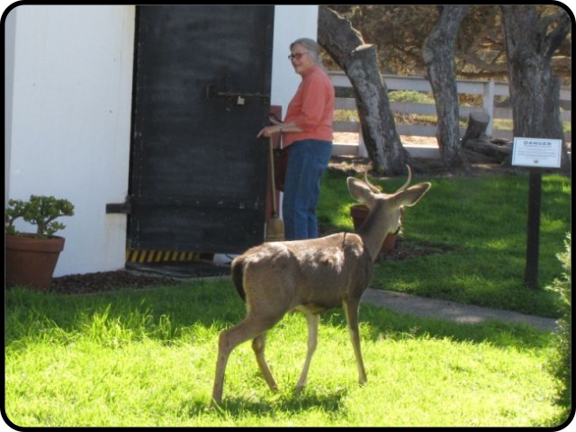 head docent with curious deer during setup