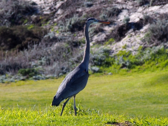 blue heron on golf course