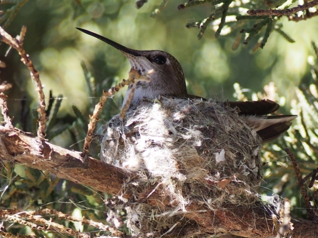 hummingbird on her nest