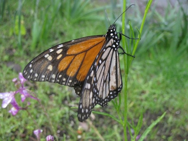 monarch butterfly on the great migration