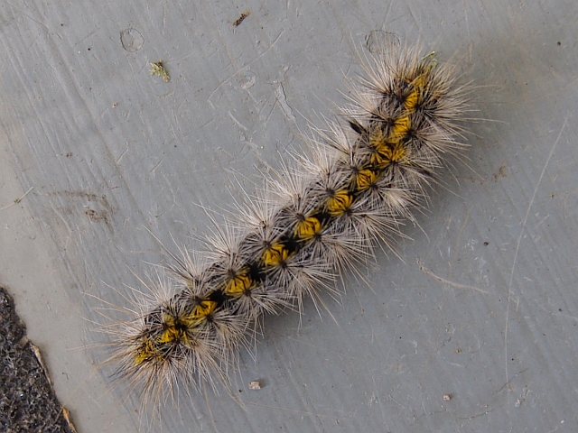 pine moth caterpillar, very destructive