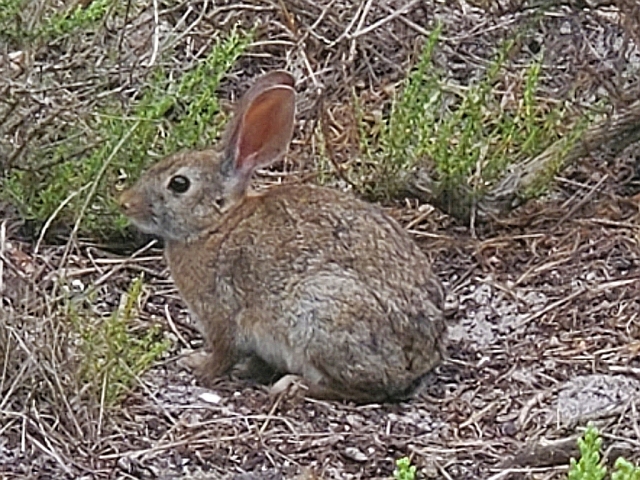 rabbit in the brush