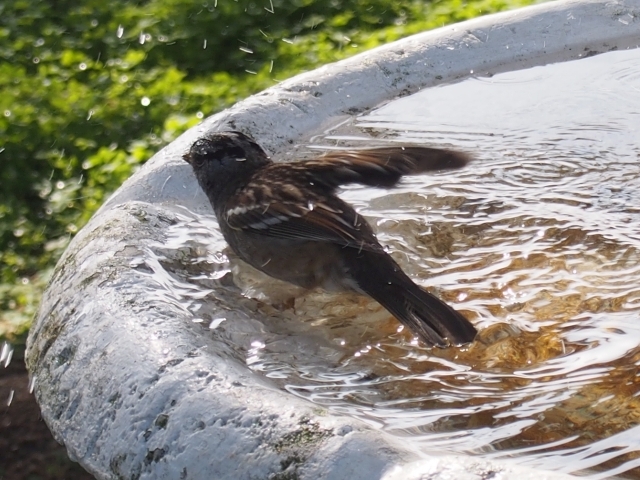 invasive sparrow originally from England
