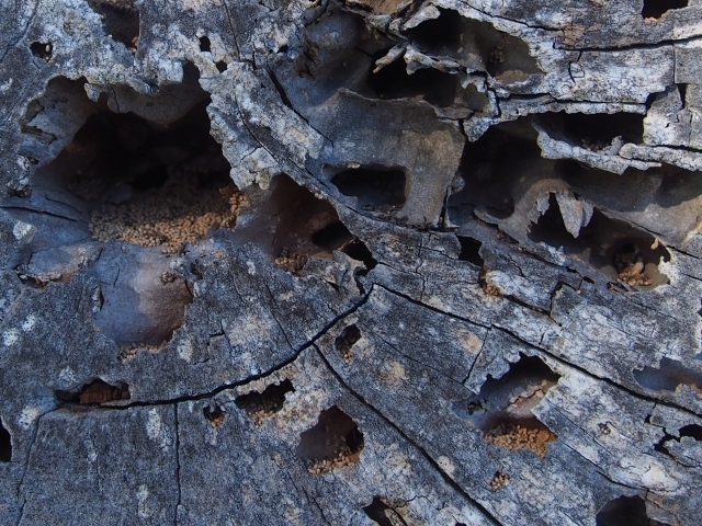 termite nest recycling dead wood