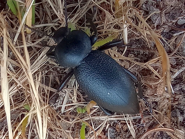 Stink Beetle