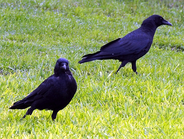 American crow