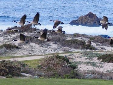 Canada Geese