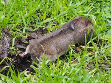 'teenage' gopher