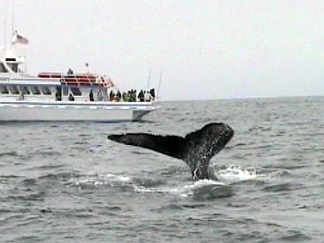 whale spouting near boat