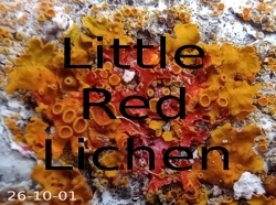 Little Red Lichen