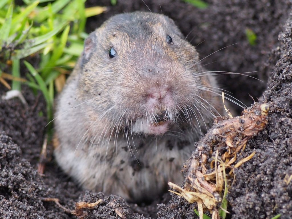 pocket gopher