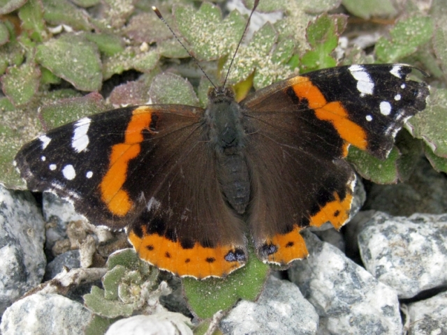 Red Admiral Butterfly