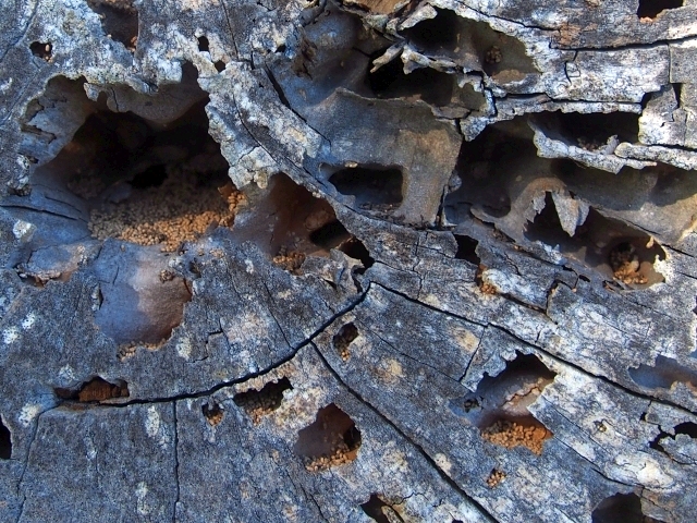 termite infested dead tree stump