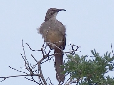 California thrasher