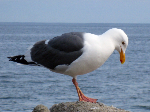 Western Gull