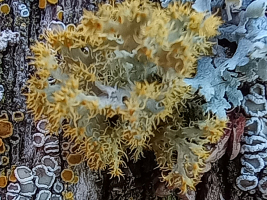 gold-eye lichen