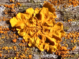 Xanthoria parietina