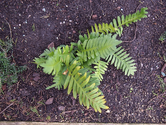 California polypody fern