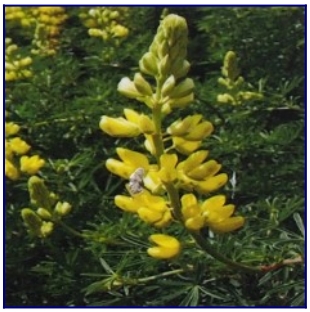 bush lupine