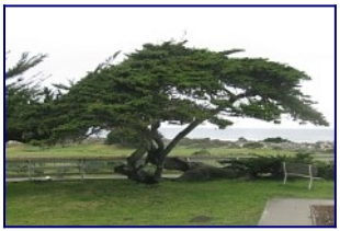 Monterey cypress tree