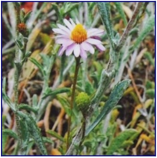 dune aster