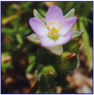 sticky sandspurry