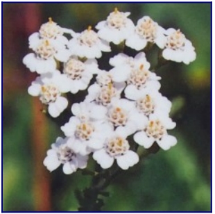 yarrow