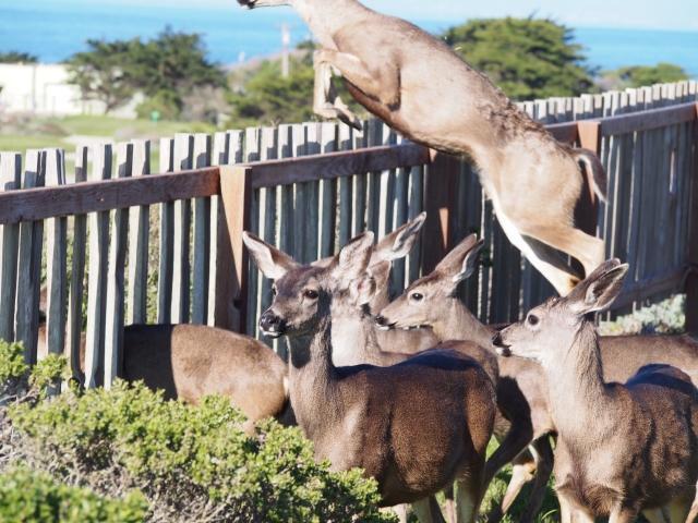 black tail deer