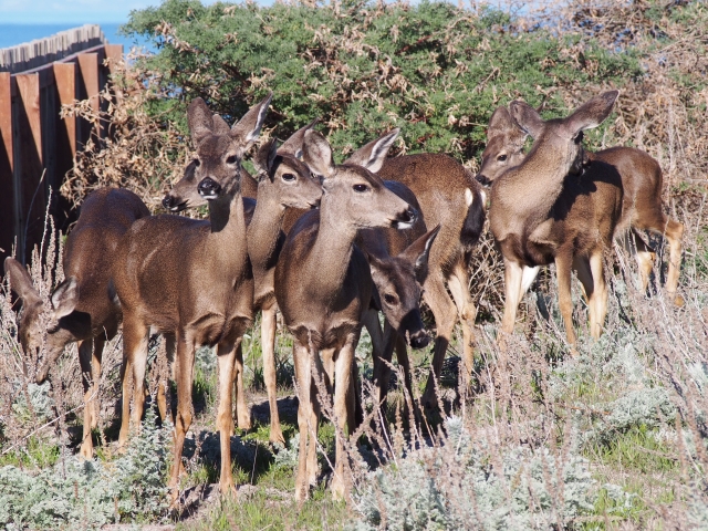 black tail deer