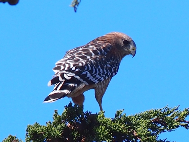 red shoulder hawk