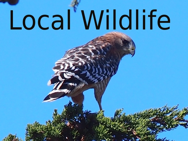 Local Wildlife